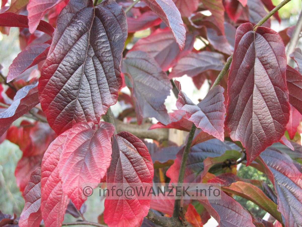 Parrotia persica Vanessa 05 Herbst-nah.JPG